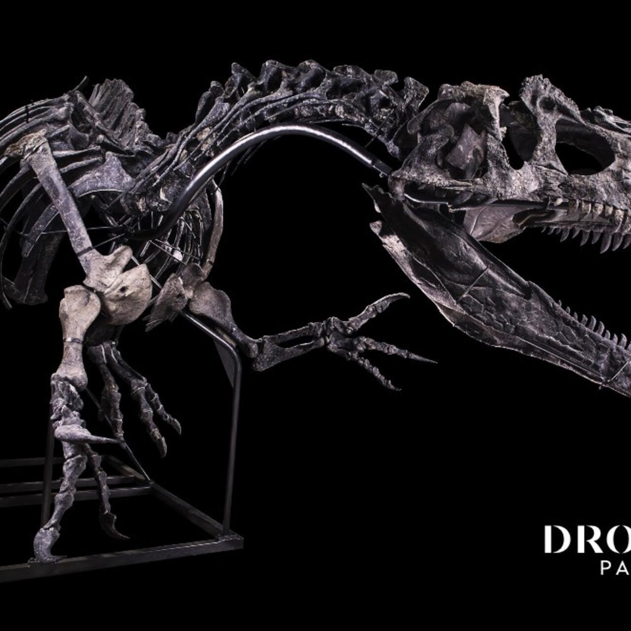 allen & ginter dna relic 化石 allosaurus allen & ginter dna relic 化石 allosaurus allen & ginter dna